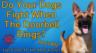 Why Do My Dogs Fight When The Doorbell Rings? - Tips From Al The Dog Trainer