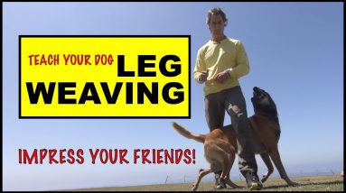 LEG WEAVE - Teach Your Dog this TRICK - Dog Tricks - Robert Cabral Dog Training