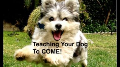 How to teach your dog to COME on leash and off leash harness/slipleash/collar only