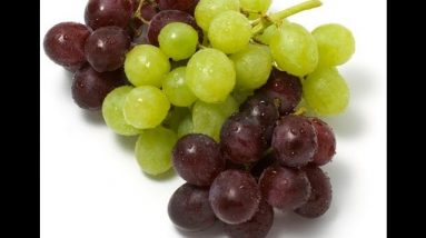 15 Toxic Foods Dogs And Cats Should Never Eat