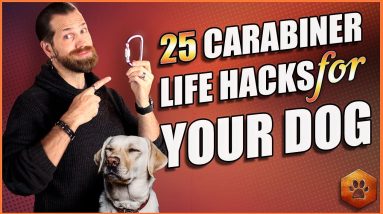 Best Dog Accessory? 25 Carabiner Life Hacks for Your Dog