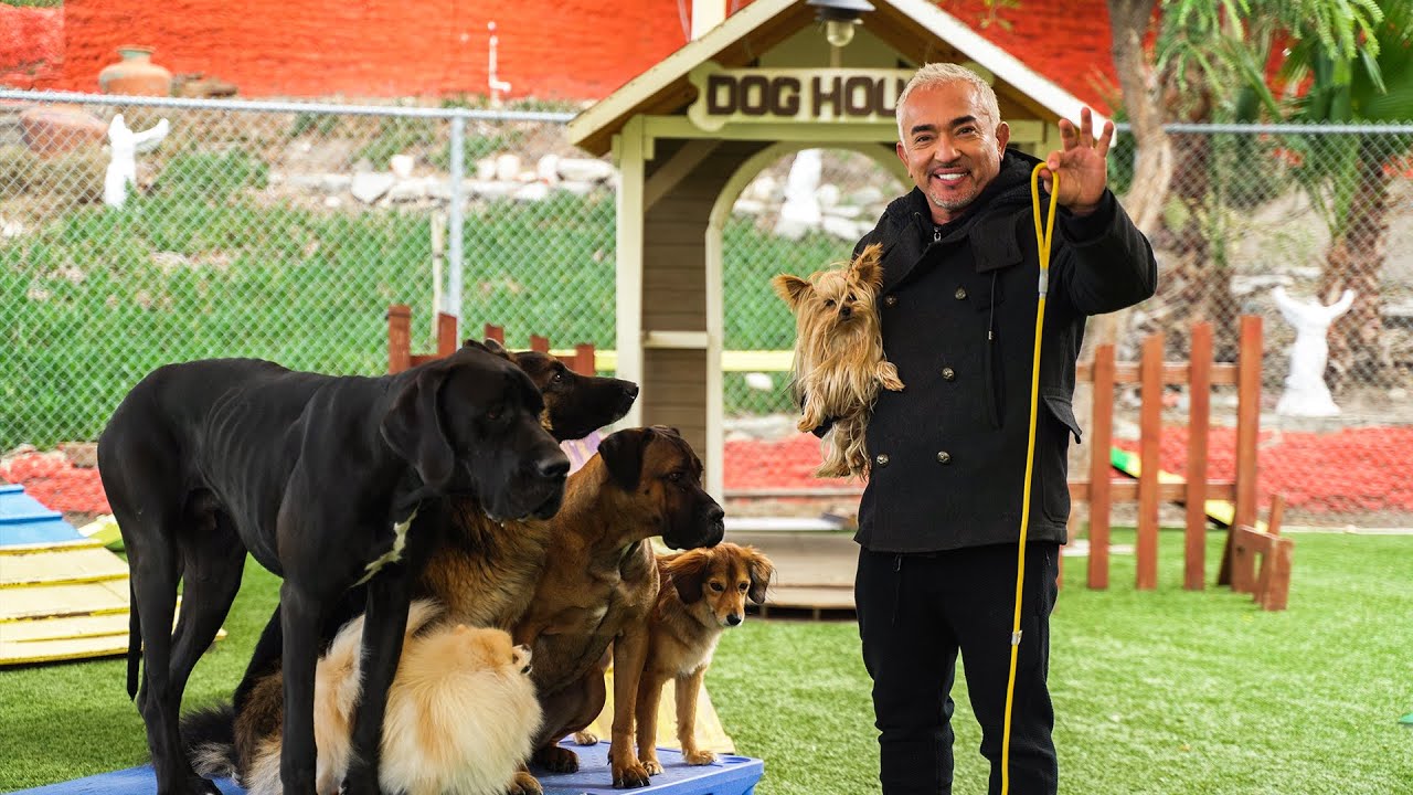 CESAR MILLAN TEACHES YOU HOW TO USE THE LEASH! Best Dog Training Methods
