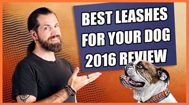 Choose the Best Leash for Dog - 2016 Review Roundup