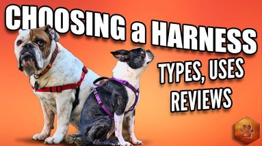 Choosing a Dog Harness - Best Ones and How to Use