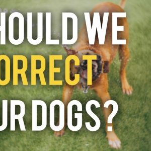 Why should we correct our Dogs? - obedience Training Tips with America's Canine Educator