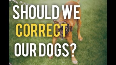 Why should we correct our Dogs? - obedience Training Tips with America's Canine Educator