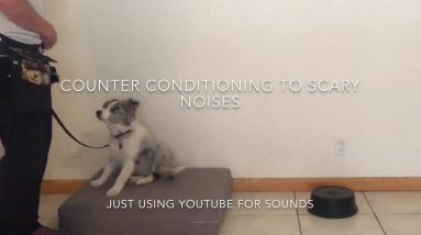 Counter Conditioning And Rapid Reward Treating For Scary Noises For Puppy Training And Dog Training