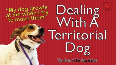 Dealing With A Territorial/Aggressive Dog - Tips From Al The Dog Trainer