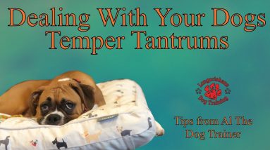 Dealing With Your Dogs Temper Tantrums - Tips From Al The Dog Trainer