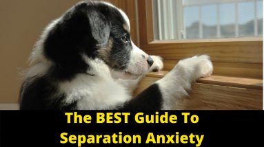 Dog Training: How To Cure Separation Anxiety In Dogs And Puppies