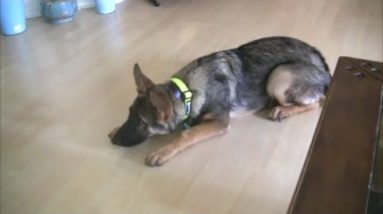 Dog Training Tip: NEVER teach DOWN from a SIT position