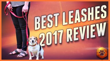 Find the Best leash for dogs - 2017 review + accessories