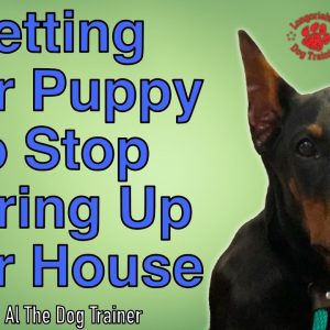 How Do I Get My Puppy To Stop Chewing Up My Carpet? - Tips From Al The Dog Trainer