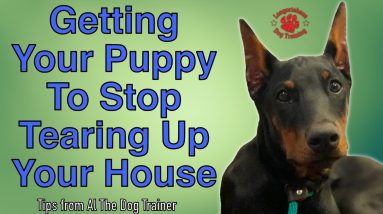How Do I Get My Puppy To Stop Chewing Up My Carpet? - Tips From Al The Dog Trainer
