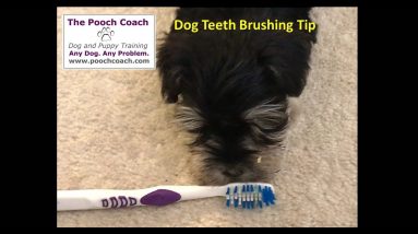 Getting your dog to like his toothbrush