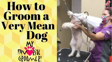 Grooming a Mean Dog