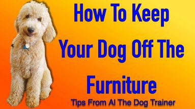 How Do I Keep My Dog Off The Furniture - Tips From Al The Dog Trainer