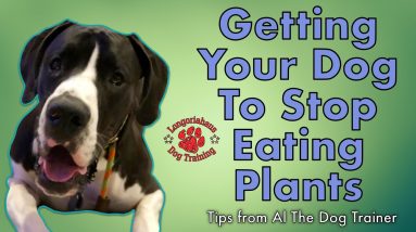 How Do I Stop My Dog From Eating Plants? - Tips From Al The Dog Trainer