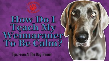 How Do I Teach My Weimaraner To Be Calm? - Tips From Al The Dog Trainer