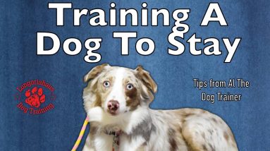 How Do I Train A Dog To Stay - Tips From Al The Dog Trainer