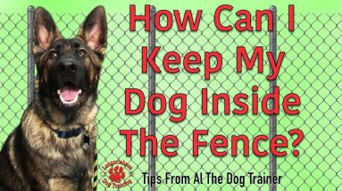 How To Keep Your Dog Inside The Fence - Tips From Al The Dog Trainer