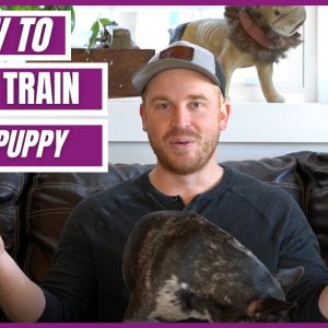 How to Potty Train your Puppy FRIENDLY! Everything you need to know!