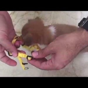 How to put a harness on a puppy