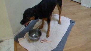 How to: Raw Feeding Dogs Part 1 (Natural Meat Diet) Whole Prey Model BARF