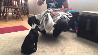 How to Stop Puppy Dangerous Biting and Growling Part 1