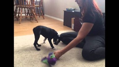 How to Stop Puppy Dangerous Growling & Biting part 2