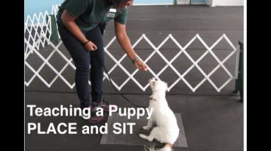 How To Teach a Puppy Place and Sit and create Calm Puppies