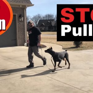 How to teach any dog to stop pulling and walk nicely on a loose leash