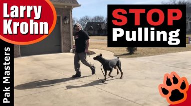 How to teach any dog to stop pulling and walk nicely on a loose leash