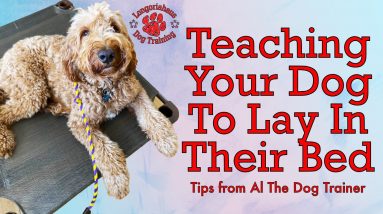 How To Teach Your Dog To Lay On Their Bed - Tips From Al The Dog Trainer