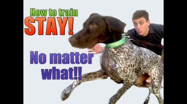 How to Teach your Dog to STAY- NO MATTER WHAT!