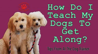 How To Teach Your Dogs To Get Along - Tips From Al The Dog Trainer