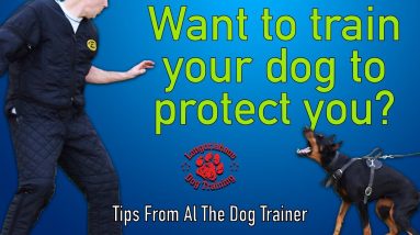 How To Train Your Dog To Protect You - Tips From Al The Dog Trainer