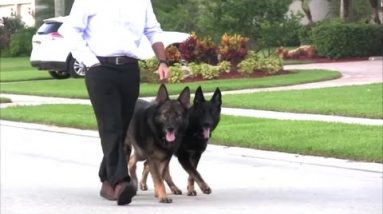How to WALK your dog properly for PUPPIES and DOGS of all ages!