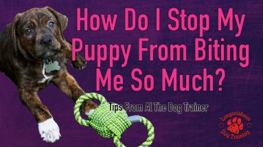 Mouthy Dog |  How To Keep Your Dog From Mouthing - Tips From Al The Dog Trainer