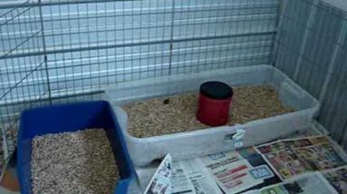 litter box training for puppies and dogs how to make a safe place for your new puppy