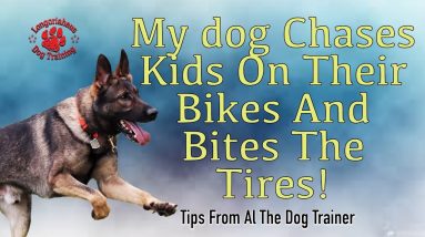 My Dog Chases Kids On Their Bikes And Bites Their Tires!- Tips from Al The Dog Trainer