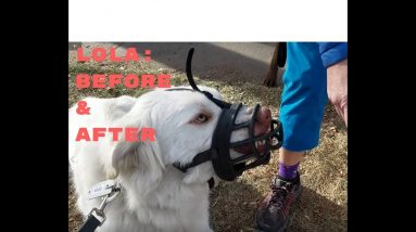 Lola Before and After
