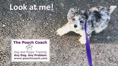 "Look At Me" command for dogs
