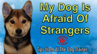 My Dog Is Afraid Of Strangers - Tips From Al The Dog Trainer