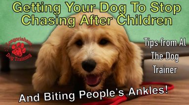 How Do I Get My Dog To Stop Going After Peoples Ankles? - Tips From Al The Dog Trainer
