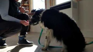 My process of removing a muzzle from an aggressive dog