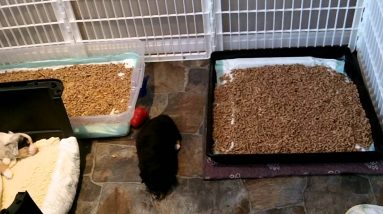 New Puppy Litter Box Training Part 4
