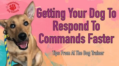 Getting Your Dog To Respond To Commands Faster - Tips From Al The Dog Trainer
