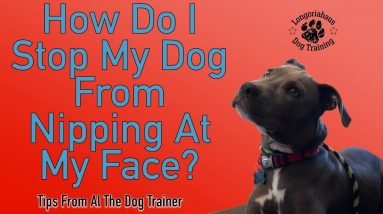 How To Stop Your Dog From Nipping At Your Face - Tips From Al The Dog Trainer