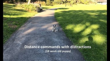 Off leash distraction training with a puppy